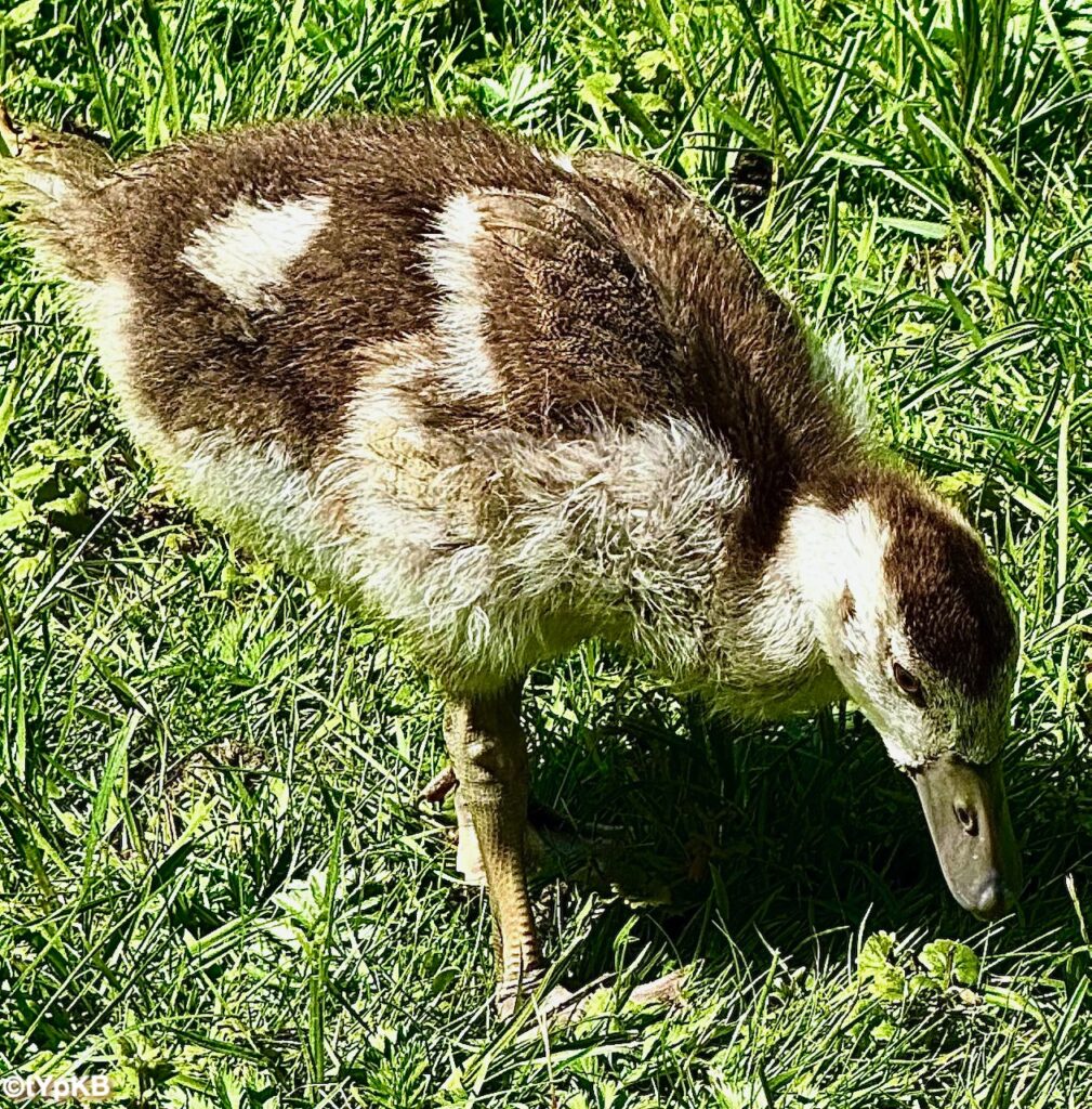 Egypyian goose chick (Jong van Nijlgans)